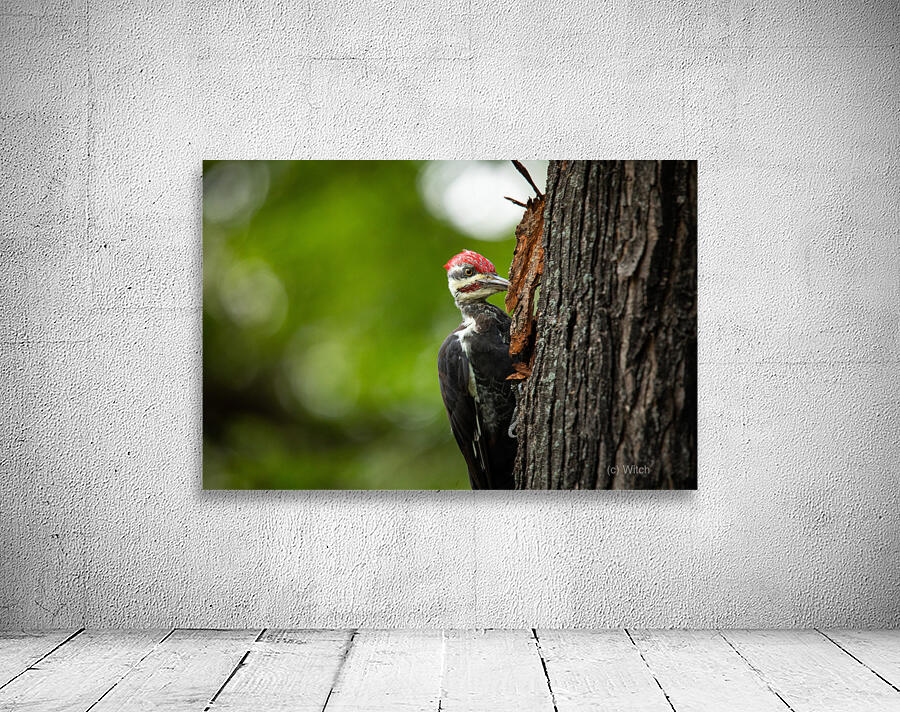 Pileated Punch Wall Preview