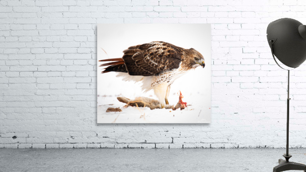 Redtail and Rabbit Wall Preview