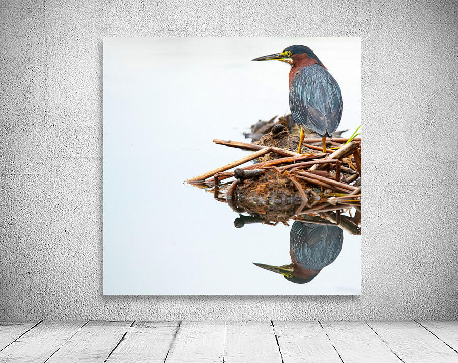 Green Heron Reflection  Wall Preview