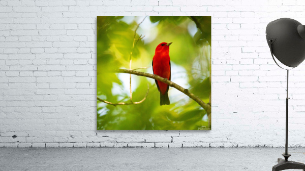 Scarlett Tanager Wall Preview