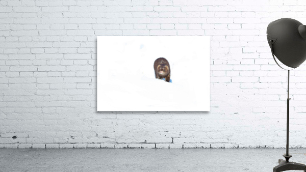 BO8A3811 Wall Preview