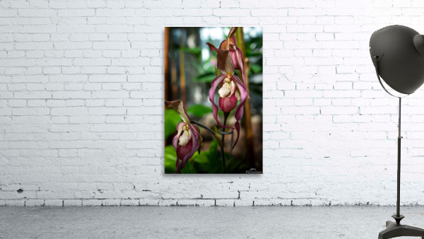 Lady Slipper Wall Preview
