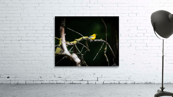 Prothonotary Warbler Wall Preview