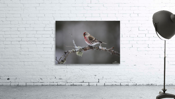Redpoll Wall Preview