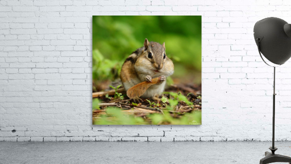 Chipmunk. Stuffed. Wall Preview