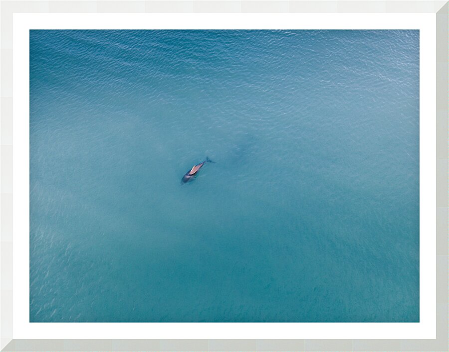 Doplhin Swim Picture Frame print