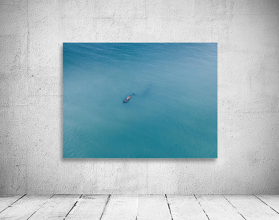 Doplhin Swim Wall Preview