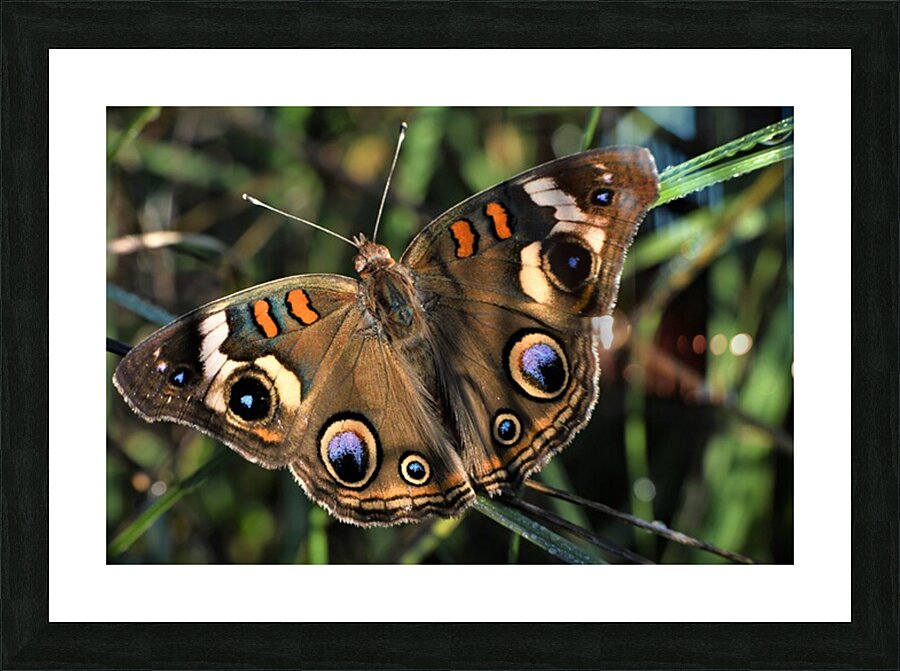 Common Buckeye Butterfly. Picture Frame print