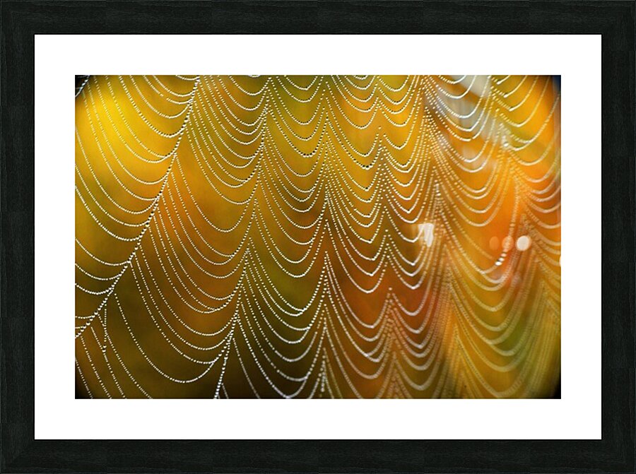 Spiderweb. Picture Frame print