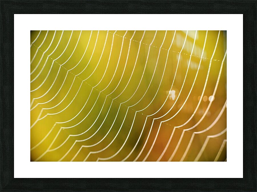 Spiderweb. Picture Frame print