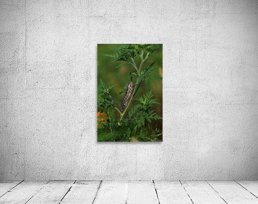American Bird Grasshopper. Wall Preview