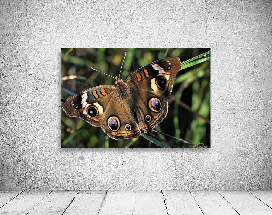 Common Buckeye Butterfly. Wall Preview
