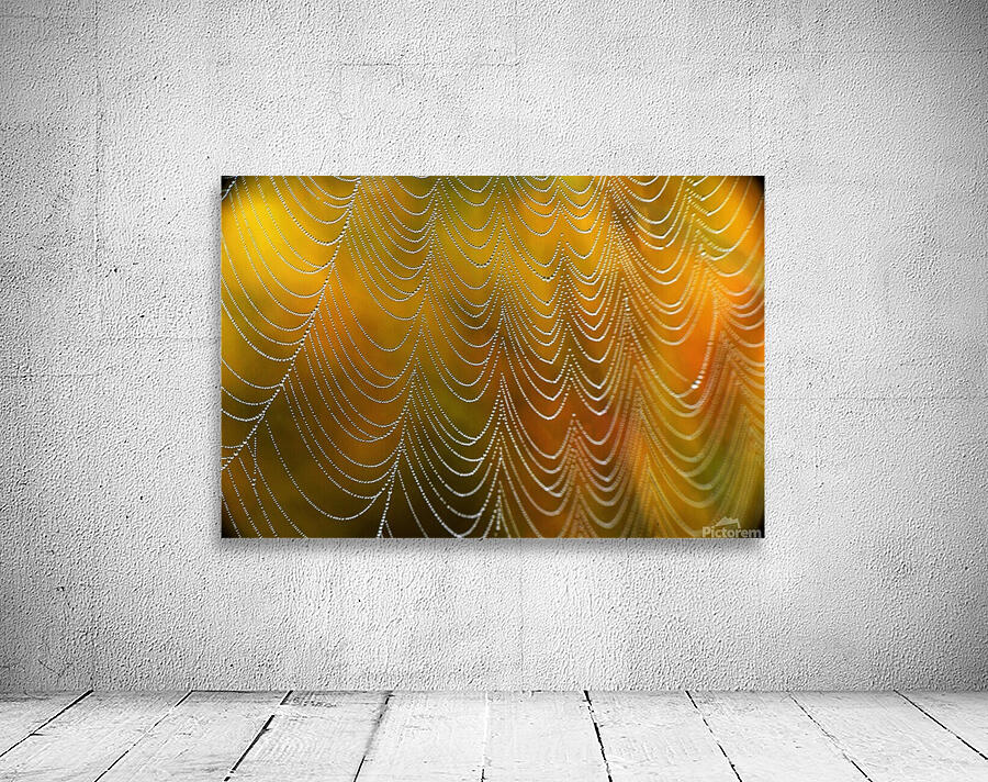 Spiderweb. Wall Preview