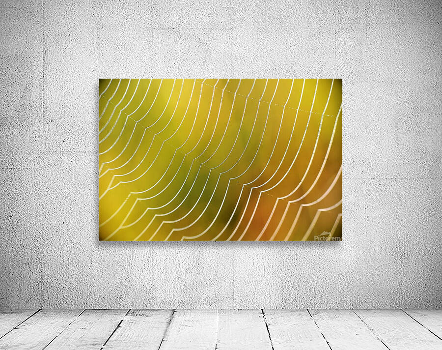 Spiderweb. Wall Preview