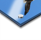 Bald Eagle in Flight. Acrylic print