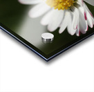 Daisy close up Acrylic print