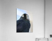Black bird Acrylic Print