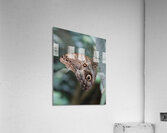 Butterfly Acrylic Print
