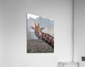 Giraffe Acrylic Print