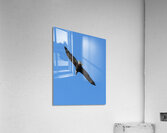 Bald Eagle in Flight. Acrylic Print