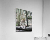 Monkey waiting Acrylic Print
