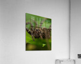Spider close up Acrylic Print