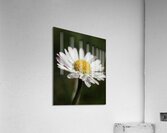Daisy close up Acrylic Print