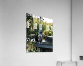 Cute cat Acrylic Print