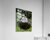 Duck Acrylic Print