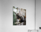 Squirrel  Acrylic Print