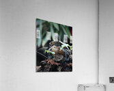 Turtle Acrylic Print