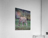 Lioness walking Acrylic Print