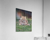 Lioness staring Acrylic Print