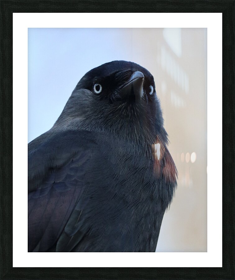 Black bird Picture Frame print