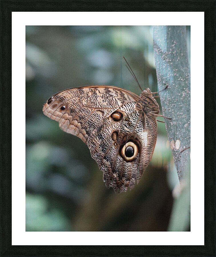 Butterfly Picture Frame print