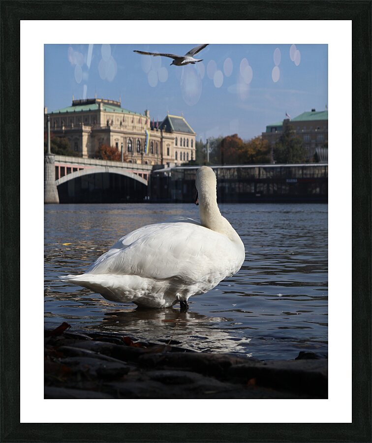 Swan Prague Picture Frame print