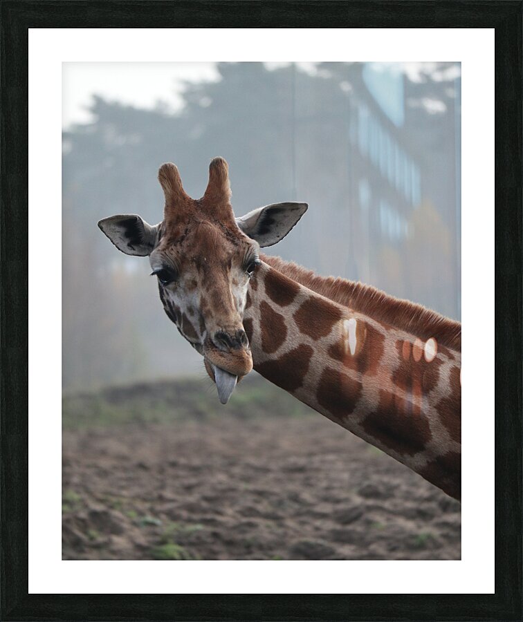 Giraffe Picture Frame print