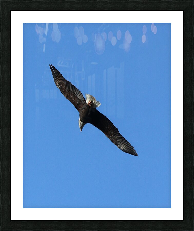 Bald Eagle in Flight. Picture Frame print