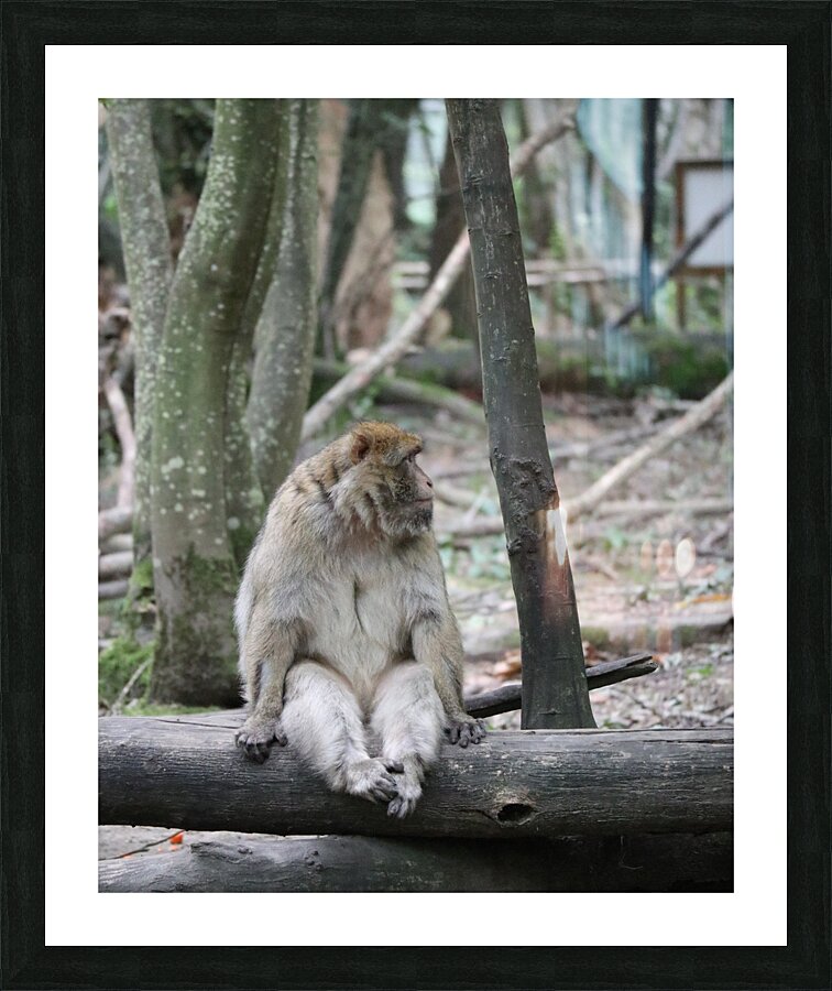 Monkey waiting Picture Frame print