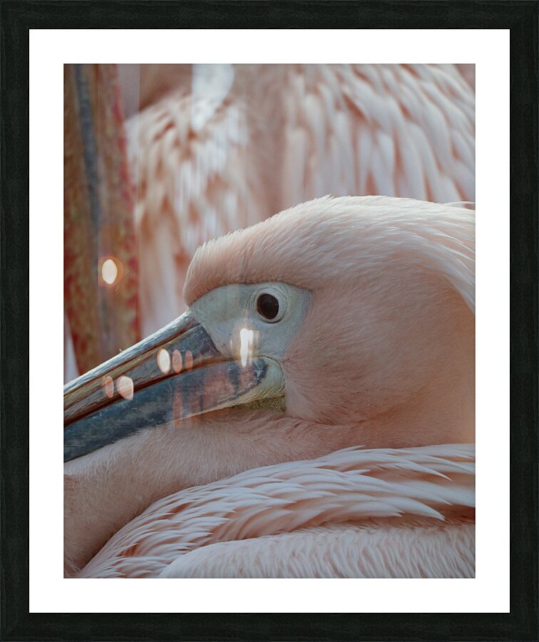 Pink bird Picture Frame print
