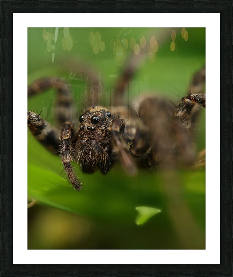 Spider close up Picture Frame print
