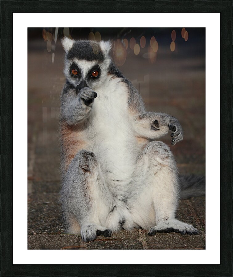 You   Ringtailed lemurs Picture Frame print