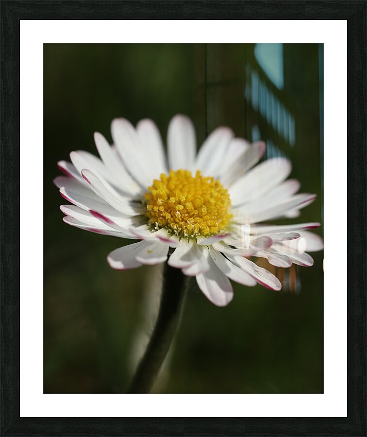 Daisy close up Picture Frame print