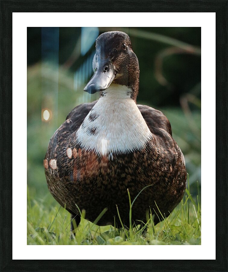 Duck Picture Frame print