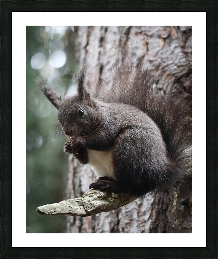Squirrel  Picture Frame print