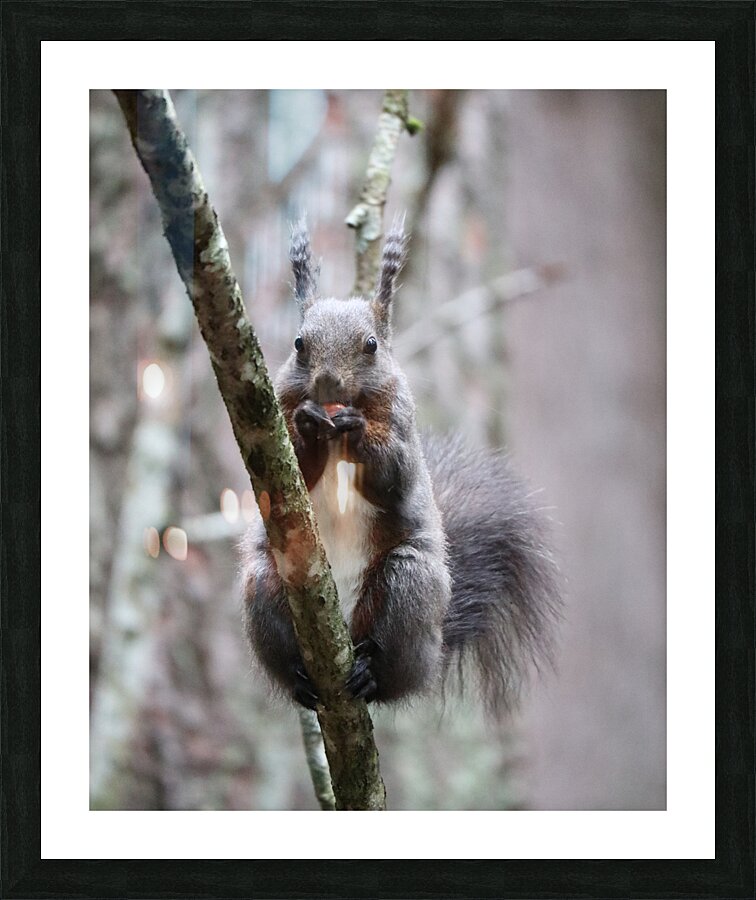 Wild Squirrel eating Picture Frame print