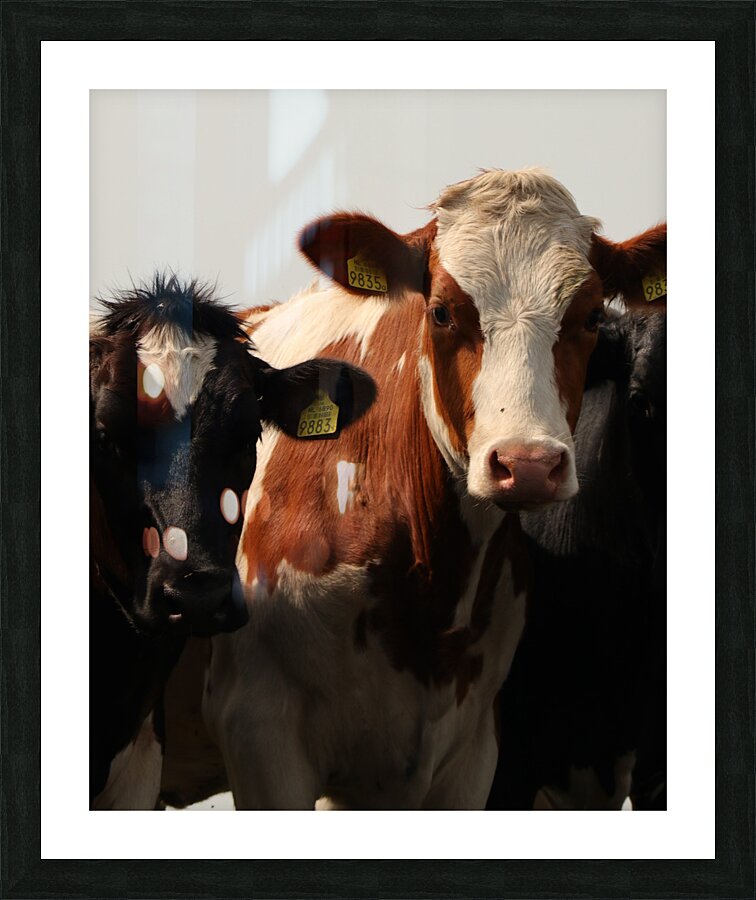 Cows Picture Frame print