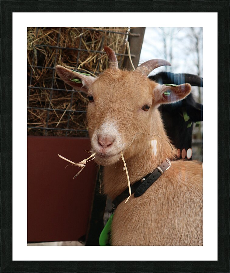 Goat Picture Frame print