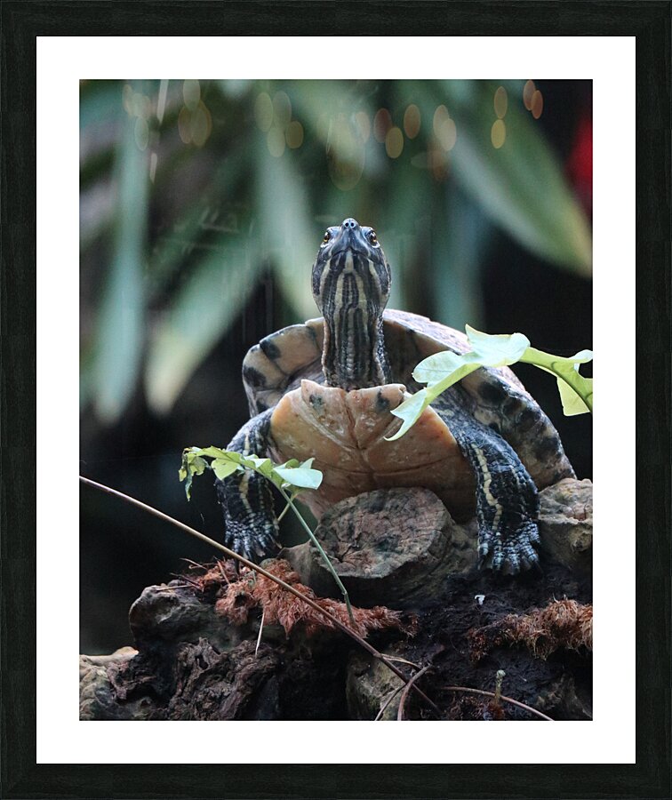 Turtle Picture Frame print