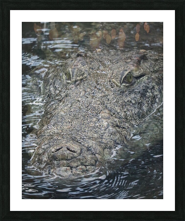 nile crocodile Picture Frame print